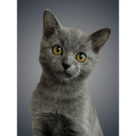 Boundless Cuteness 6 Black Modern Wood Framed Art Print with Double Matting by Prime, Marcus