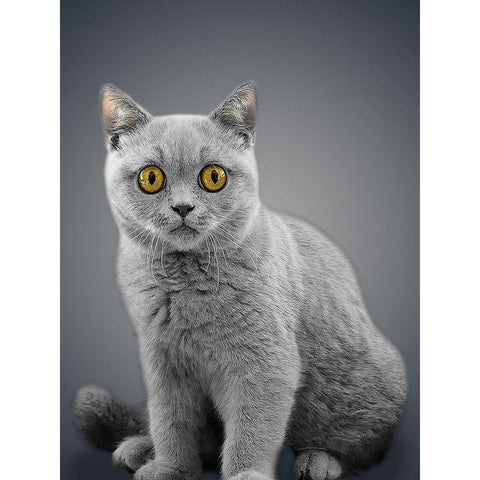 Boundless Cuteness 7 Black Modern Wood Framed Art Print by Prime, Marcus