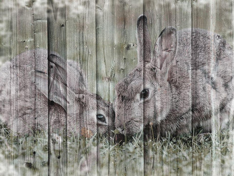 Loving Bunnies Black Ornate Wood Framed Art Print with Double Matting by Prime, Marcus
