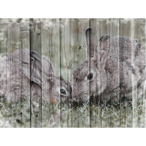 Loving Bunnies Black Modern Wood Framed Art Print by Prime, Marcus