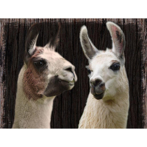 Llama Discussion White Modern Wood Framed Art Print by Prime, Marcus