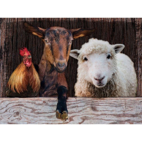 Three Amigos Black Modern Wood Framed Art Print with Double Matting by Prime, Marcus