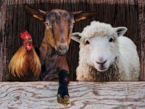 Three Amigos Black Ornate Wood Framed Art Print with Double Matting by Prime, Marcus