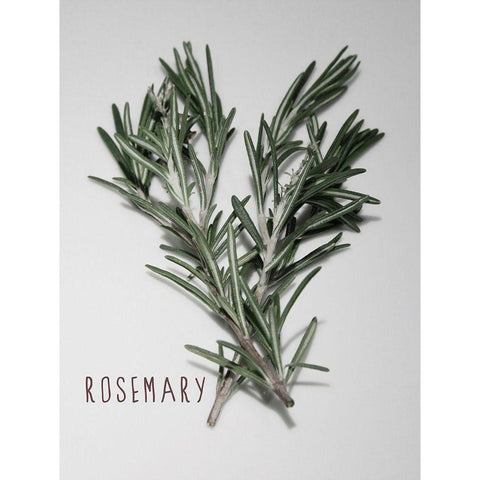 Time-Honored Rosemary 1 Black Modern Wood Framed Art Print with Double Matting by Prime, Marcus