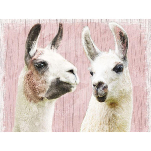 Llama Love Black Modern Wood Framed Art Print with Double Matting by Prime, Marcus