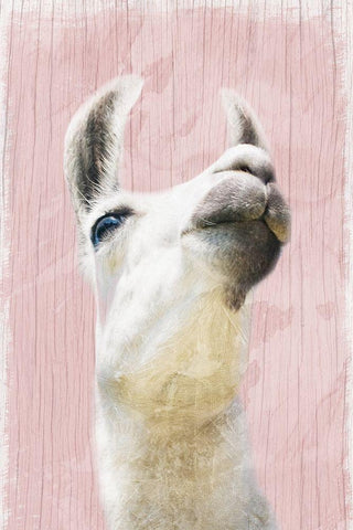 Llama Love 2 White Modern Wood Framed Art Print with Double Matting by Prime, Marcus