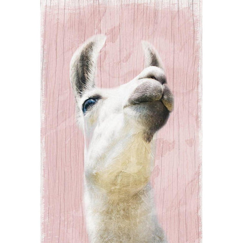 Llama Love 2 White Modern Wood Framed Art Print by Prime, Marcus