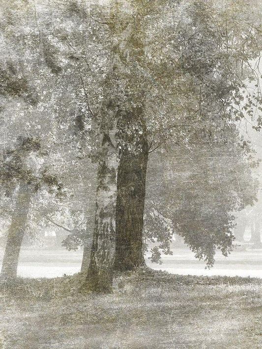Image Only
