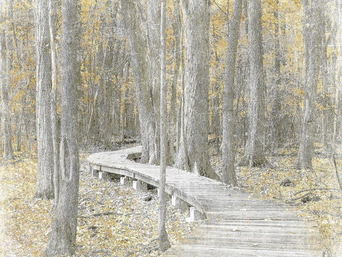 Autumn Stroll White Modern Wood Framed Art Print with Double Matting by Prime, Marcus