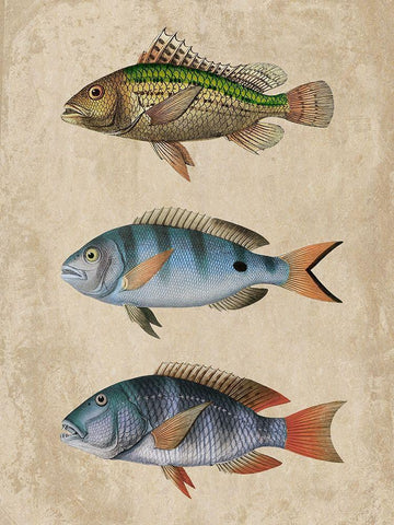 Fish Friends 1 White Modern Wood Framed Art Print with Double Matting by Prime, Marcus