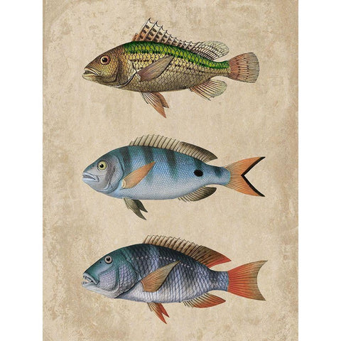 Fish Friends 1 White Modern Wood Framed Art Print by Prime, Marcus