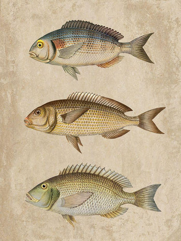 Fish Friends 2 White Modern Wood Framed Art Print with Double Matting by Prime, Marcus