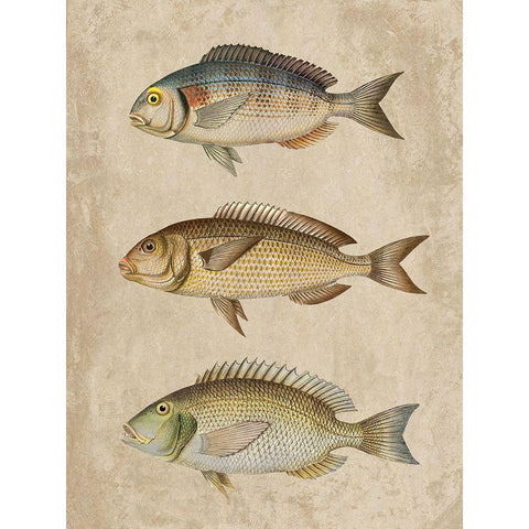 Fish Friends 2 Black Modern Wood Framed Art Print with Double Matting by Prime, Marcus