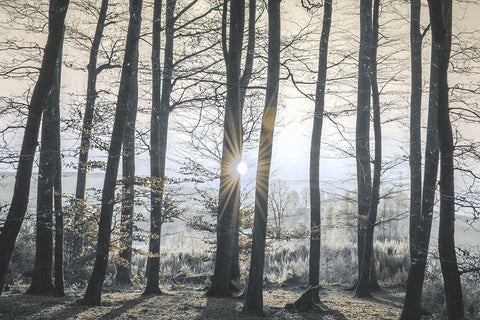 Peaceful Shine White Modern Wood Framed Art Print with Double Matting by Prime, Marcus