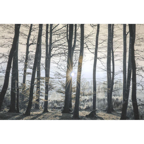 Peaceful Shine Black Modern Wood Framed Art Print by Prime, Marcus