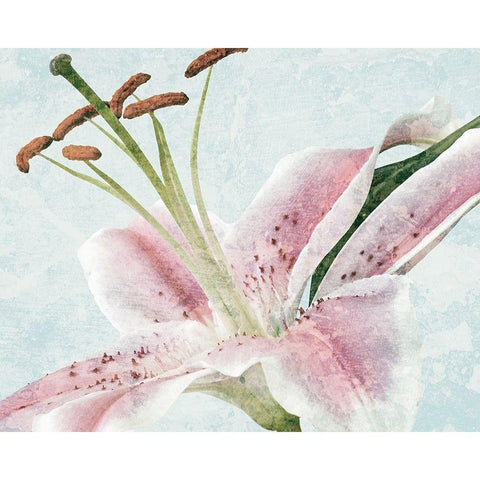 Lily Love 1 White Modern Wood Framed Art Print by Prime, Marcus