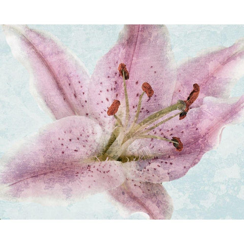 Lily Love 2 White Modern Wood Framed Art Print by Prime, Marcus