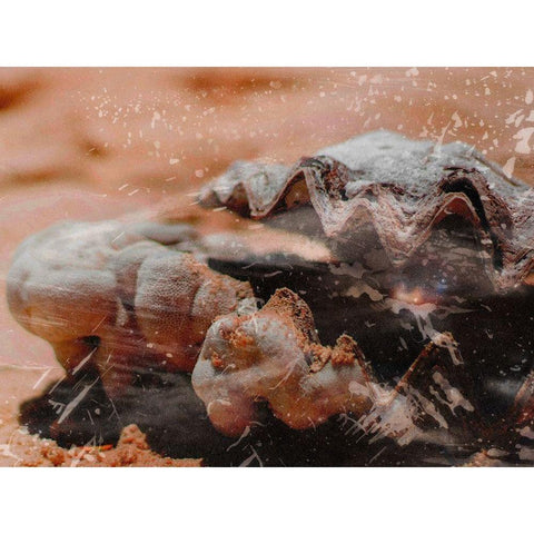 Shiny Oyster 1 Black Modern Wood Framed Art Print with Double Matting by Prime, Marcus