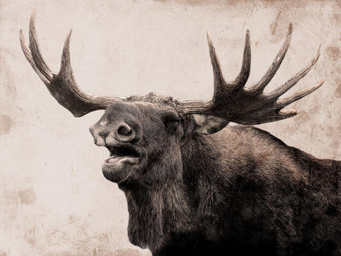 Moose Call Black Ornate Wood Framed Art Print with Double Matting by Prime, Marcus