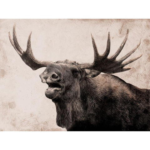 Moose Call Black Modern Wood Framed Art Print with Double Matting by Prime, Marcus