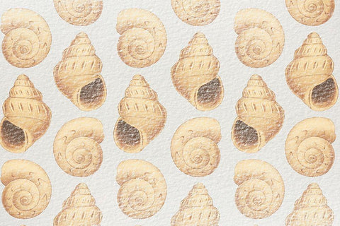 Flowing Shells 1 White Modern Wood Framed Art Print with Double Matting by Prime, Marcus