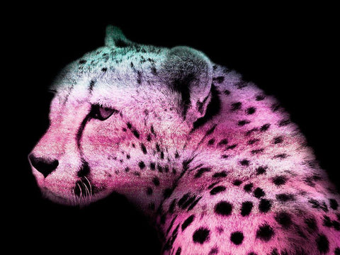 Fun Cheetah 1 Black Ornate Wood Framed Art Print with Double Matting by Prime, Marcus