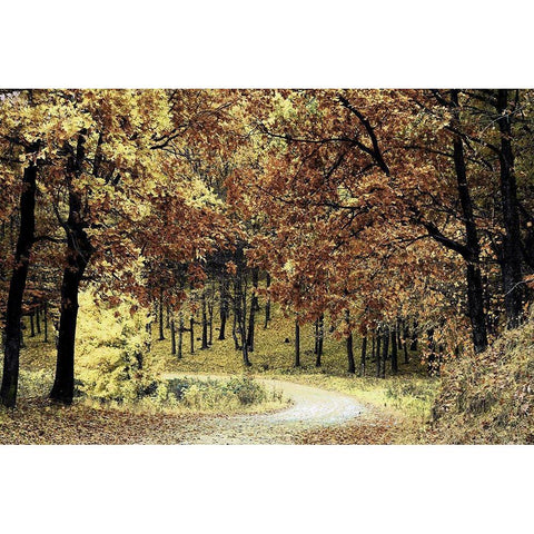 Wilderness Walk 1 Black Modern Wood Framed Art Print with Double Matting by Prime, Marcus