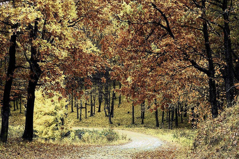 Wilderness Walk 1 Black Ornate Wood Framed Art Print with Double Matting by Prime, Marcus
