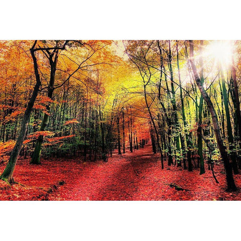 Hansels Adventure 1 White Modern Wood Framed Art Print by Prime, Marcus