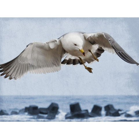 Fly Free 1 White Modern Wood Framed Art Print by Prime, Marcus