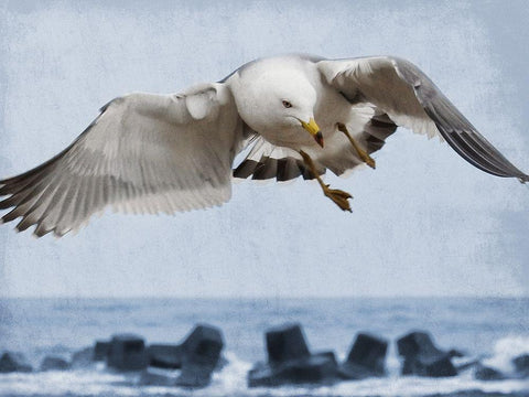 Fly Free 1 White Modern Wood Framed Art Print with Double Matting by Prime, Marcus