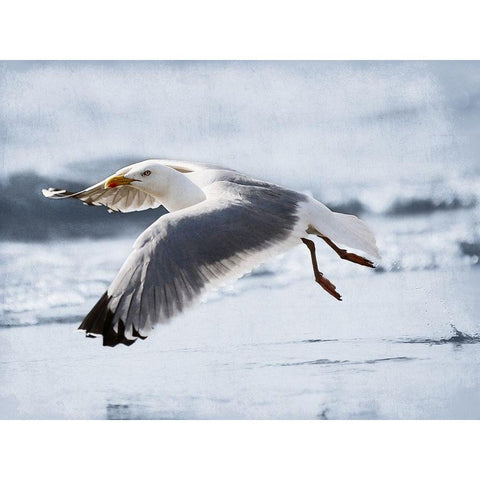 Fly Free 2 Black Modern Wood Framed Art Print by Prime, Marcus