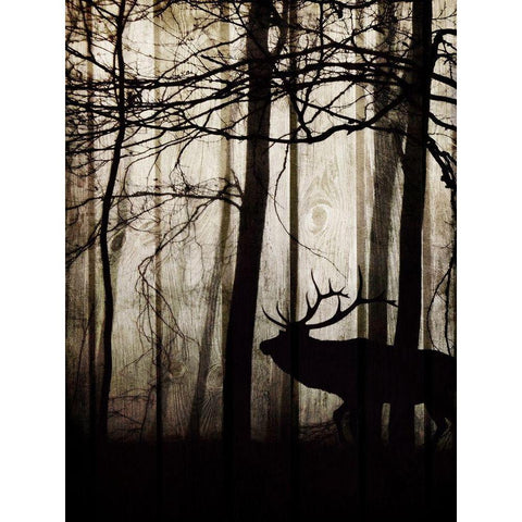 Dawn Lit Stroll 1 Black Modern Wood Framed Art Print with Double Matting by Prime, Marcus