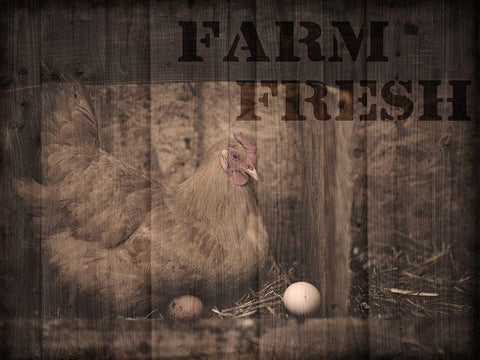 Farm Fresh Chicken 1 Black Ornate Wood Framed Art Print with Double Matting by Prime, Marcus