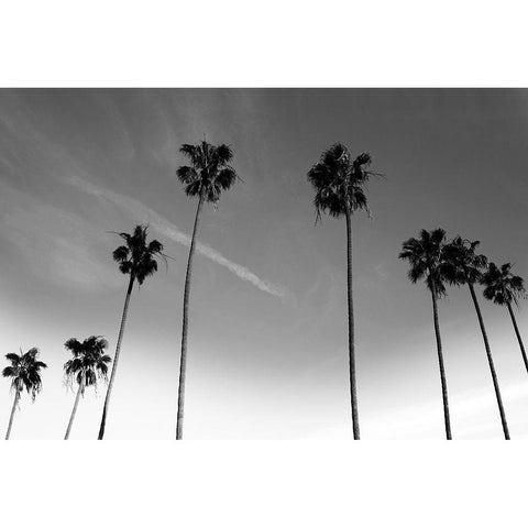 Passerby Palms Black Modern Wood Framed Art Print with Double Matting by Prime, Marcus