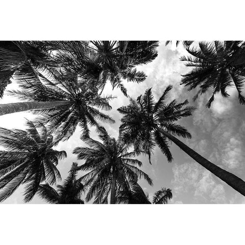 Passerby Palms 2 Black Modern Wood Framed Art Print with Double Matting by Prime, Marcus