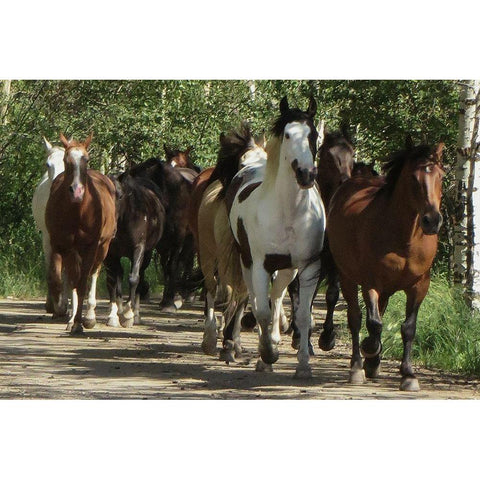 Galloping Friends Gold Ornate Wood Framed Art Print with Double Matting by Prime, Marcus