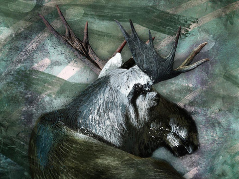 Spirit Moose 1 Black Ornate Wood Framed Art Print with Double Matting by Prime, Marcus