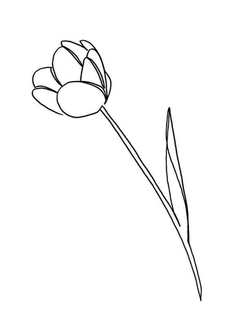 Paper Tulip 1 White Modern Wood Framed Art Print with Double Matting by Prime, Marcus