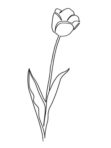 Paper Tulip 2 White Modern Wood Framed Art Print with Double Matting by Prime, Marcus