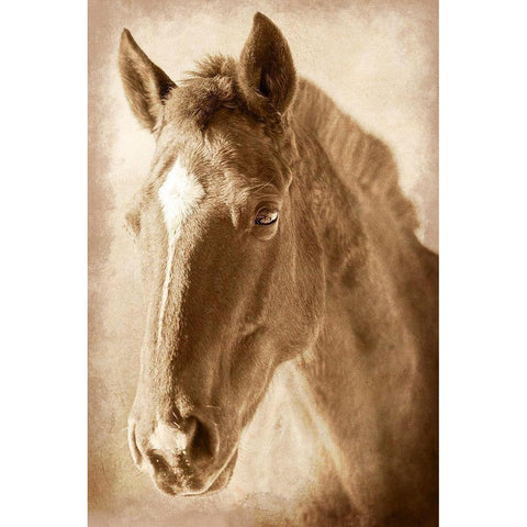 Wild Stallion 1 Gold Ornate Wood Framed Art Print with Double Matting by Prime, Marcus