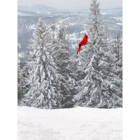 Merry Cardinal 1 White Modern Wood Framed Art Print by Prime, Marcus
