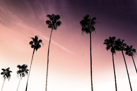 Sunset Palms 1 Black Ornate Wood Framed Art Print with Double Matting by Prime, Marcus