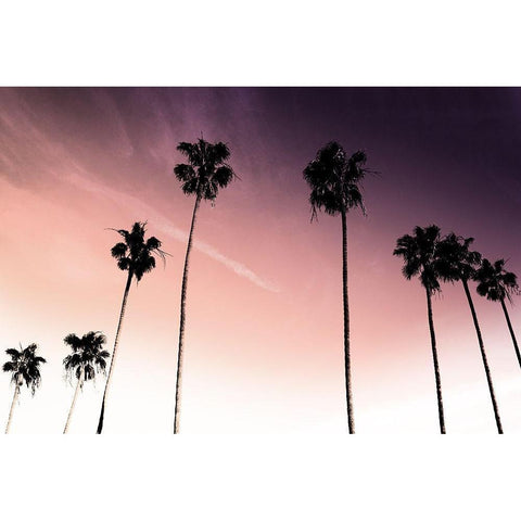 Sunset Palms 1 White Modern Wood Framed Art Print by Prime, Marcus