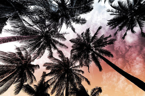 Sunset Palms 2 White Modern Wood Framed Art Print with Double Matting by Prime, Marcus