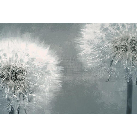 Moonlit Dandelions 1 White Modern Wood Framed Art Print by Prime, Marcus