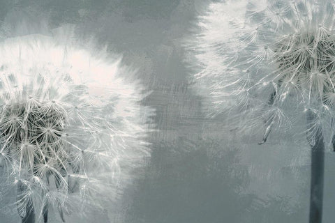 Moonlit Dandelions 1 White Modern Wood Framed Art Print with Double Matting by Prime, Marcus