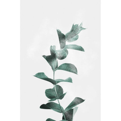 Misty Eucalyptus White Modern Wood Framed Art Print by Prime, Marcus