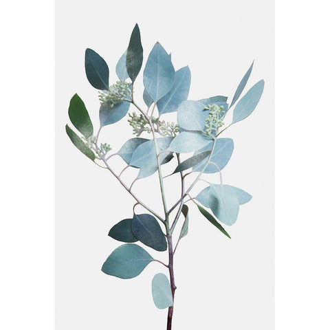 Misty Eucalyptus 2 White Modern Wood Framed Art Print by Prime, Marcus