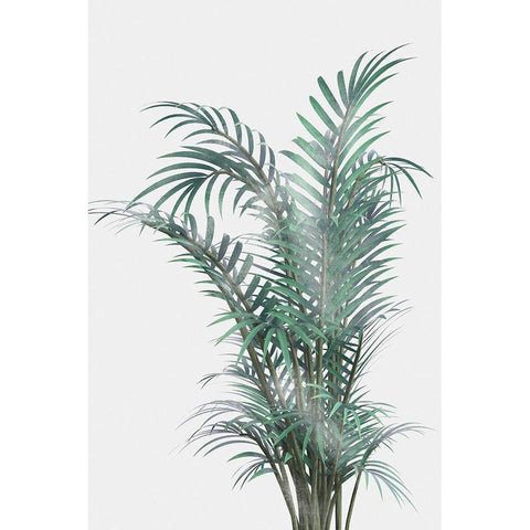 Misty Fern Black Modern Wood Framed Art Print with Double Matting by Prime, Marcus